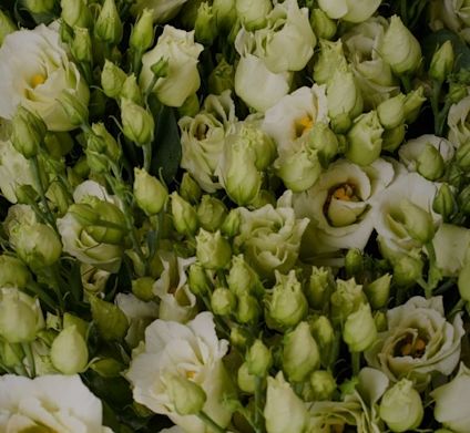 Lisianthus blomster hvide