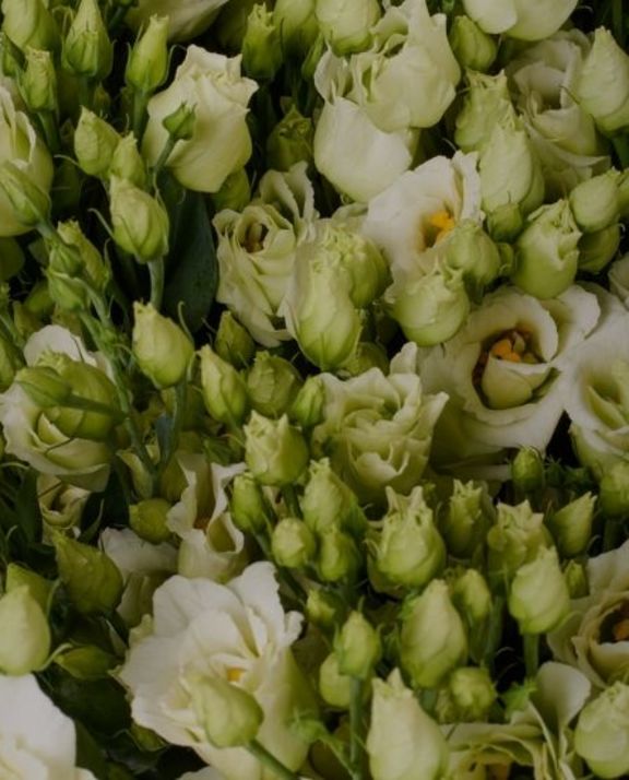 Lisianthus flowers white