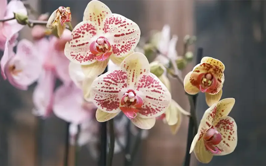 Krémové orchideje
