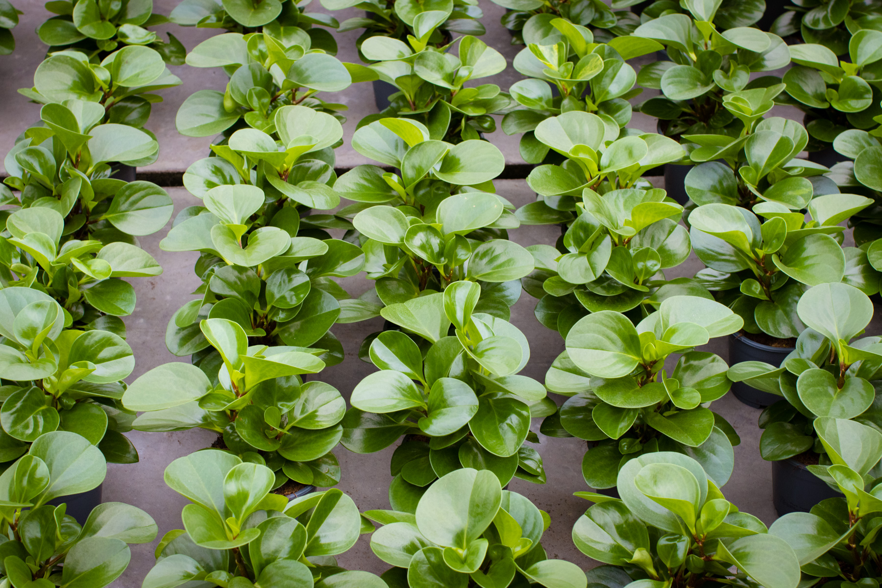 Sukkulenten im Gewächshaus