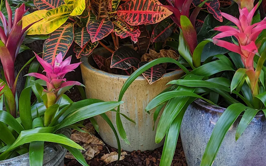 Pink bromeliads in tropical setting