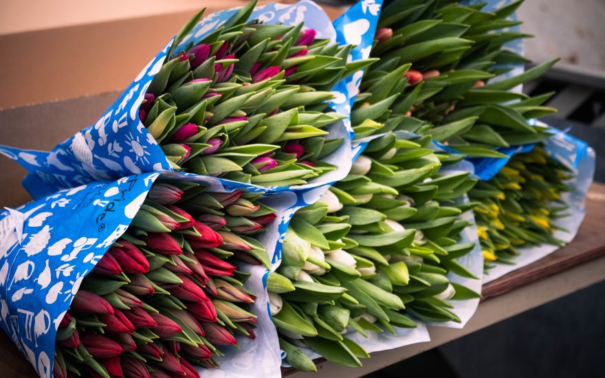 Variation of tulips