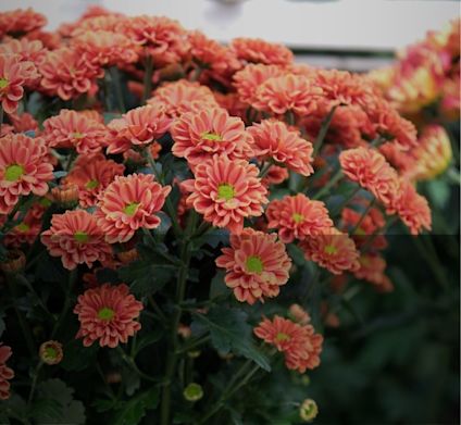 Korallkrysantemum nærbilde