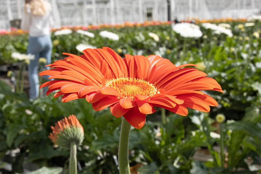 Opt for timeless innovation with the colourful gerbera | Van der Plas