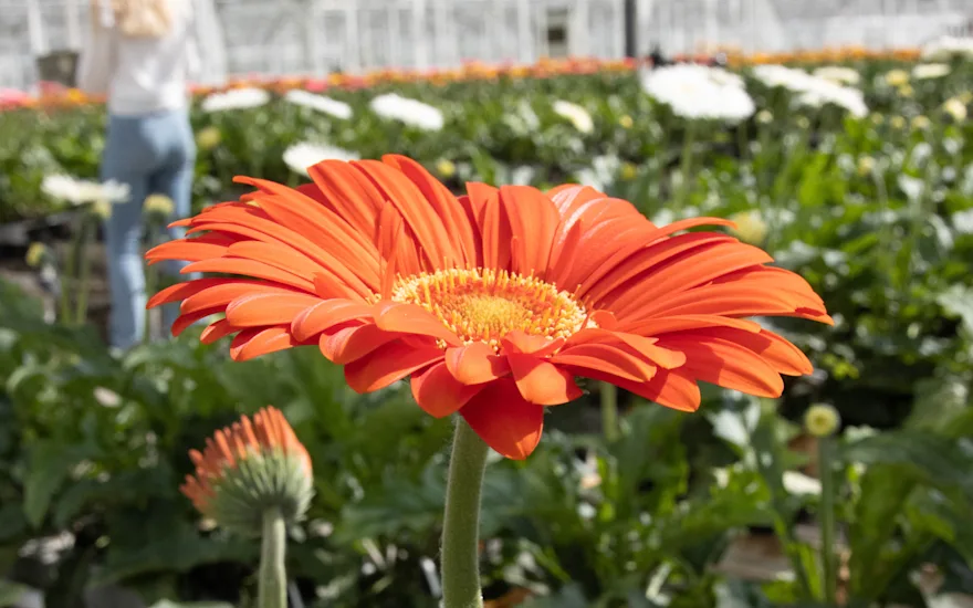 Summit Gerbera