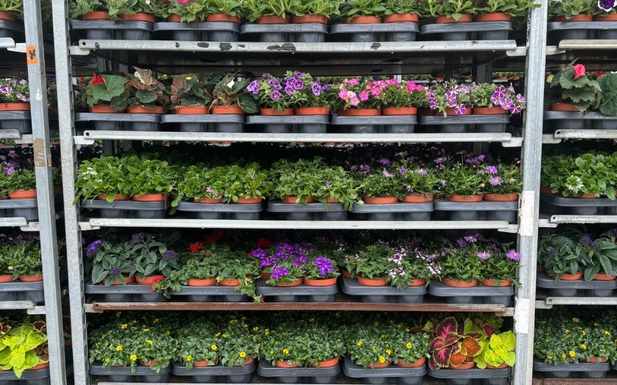 Potteplanter på hylder