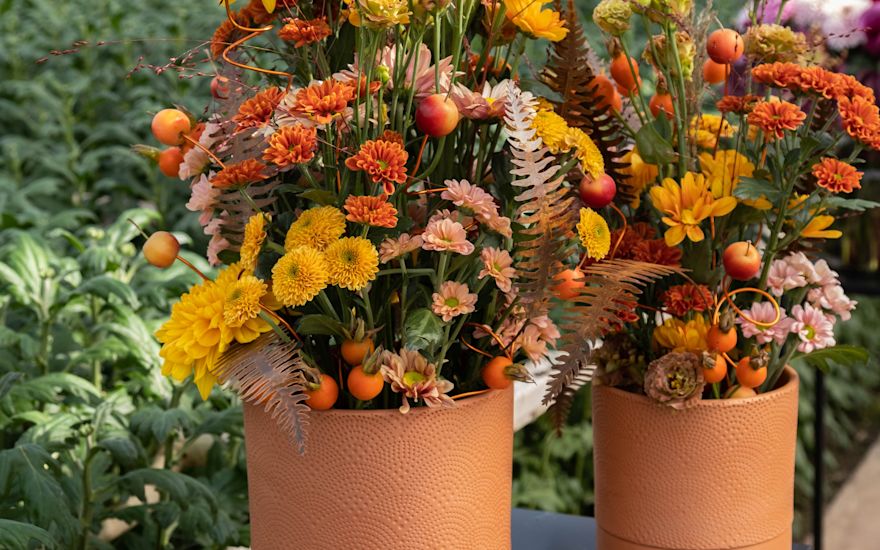 Zentoo Chrysanten