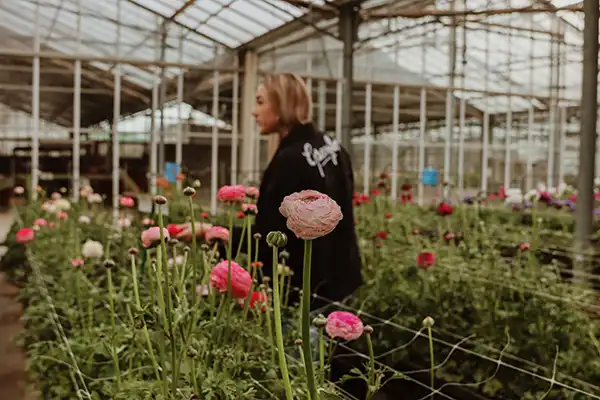 Greenflor: dein Lieferant für Ranunkeln