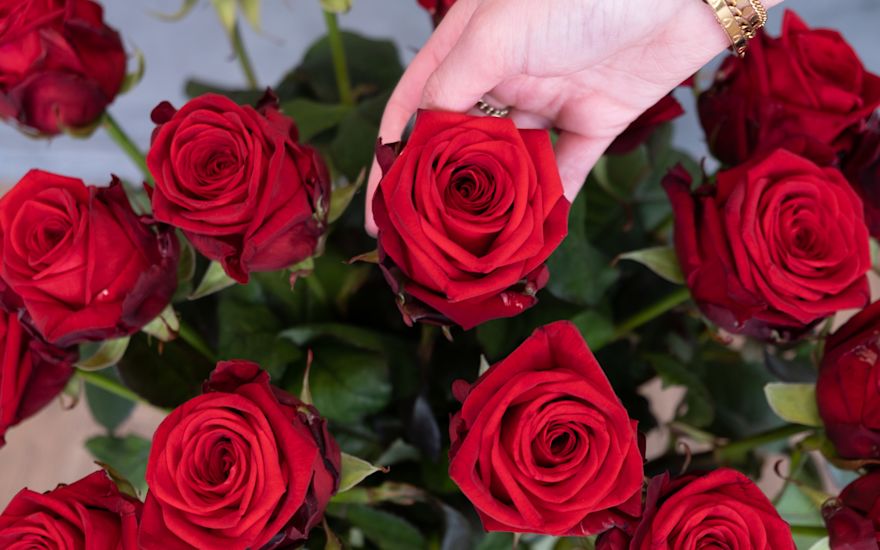 Red roses Porta Nova