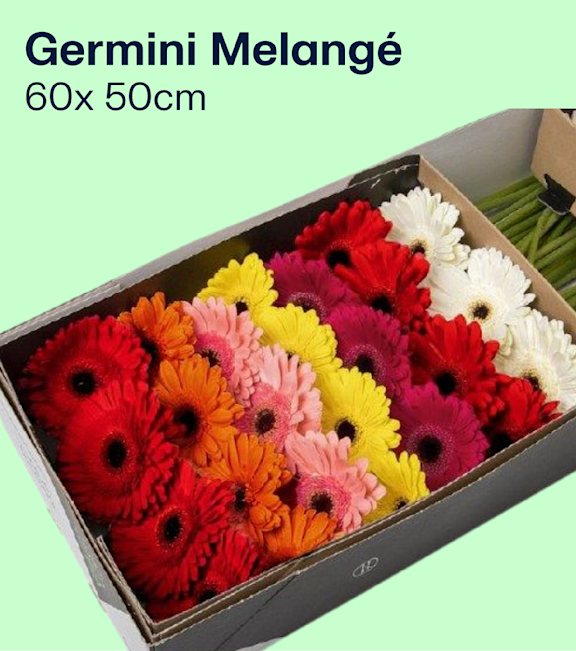 Germini Melangé