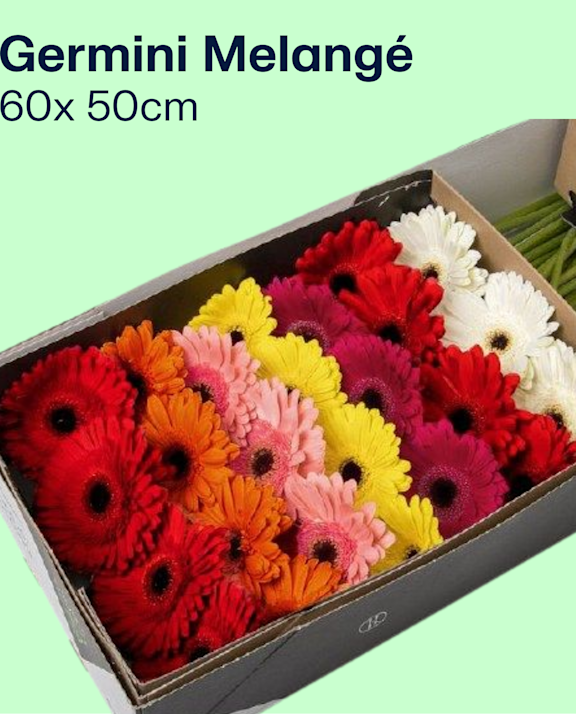 Germini Melangé