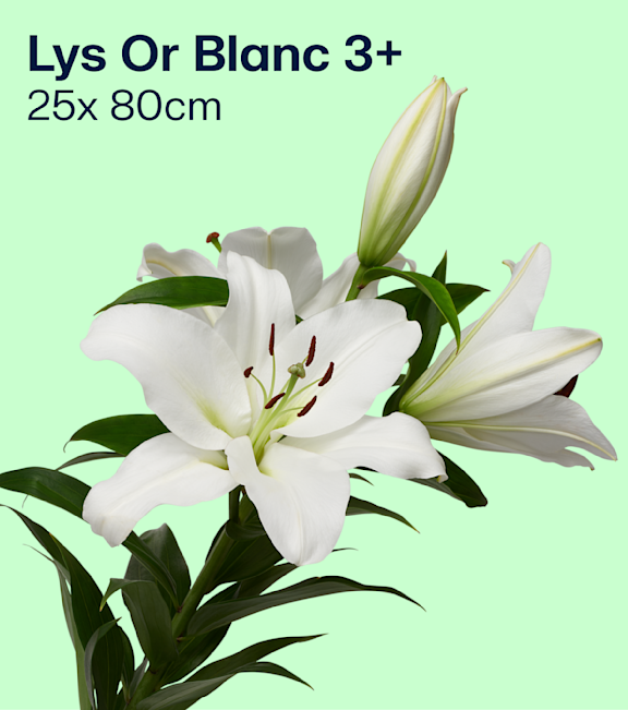 Lys Or Blanc 3+
