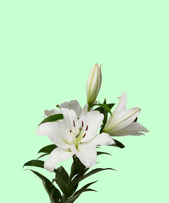 Lys Or Blanc 3+