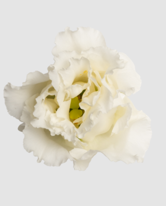 Eust G Alissa Pur Whi