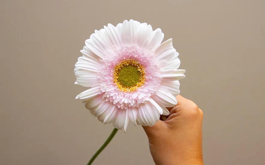 VDP-gerbara-fall collection-0924 small (1)