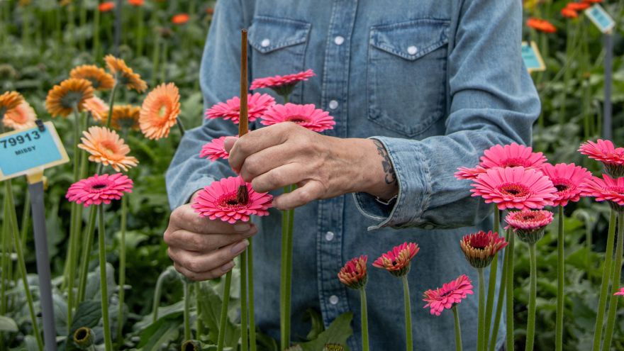 Fertilizing flowers with a brush