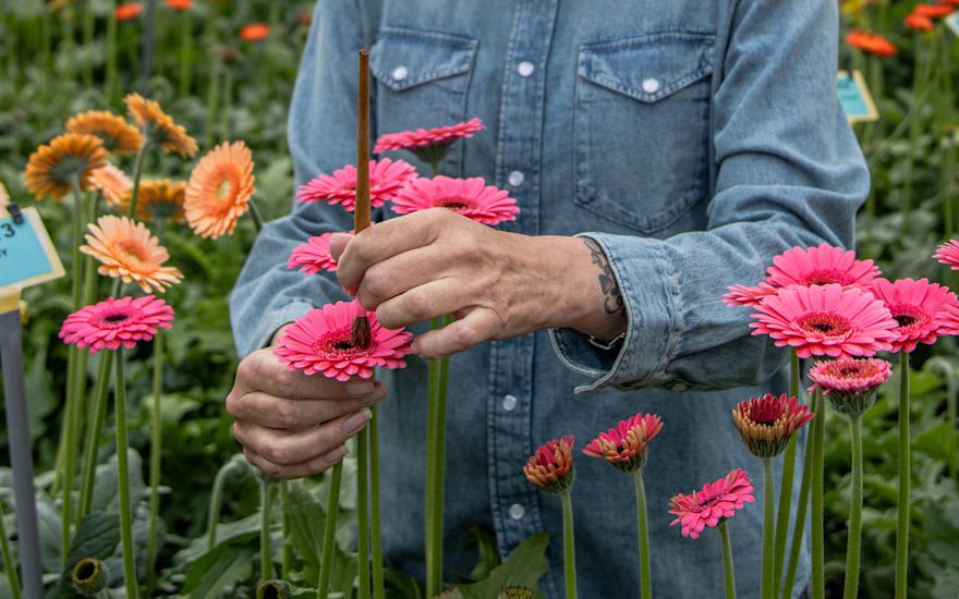 Bevruchting van de bloemen met een kwastje