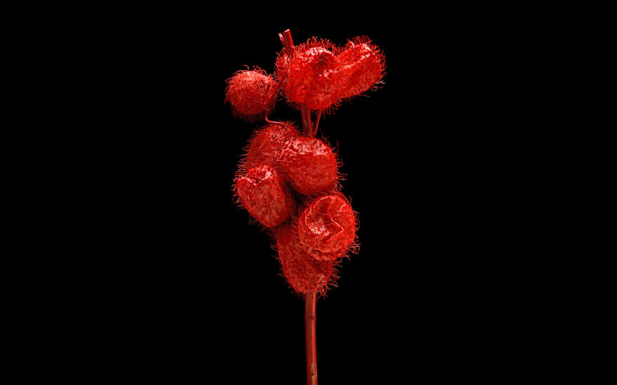 Gomphrena