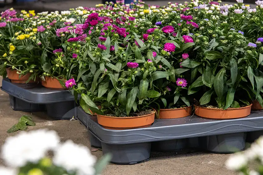 Asterplanten in trays