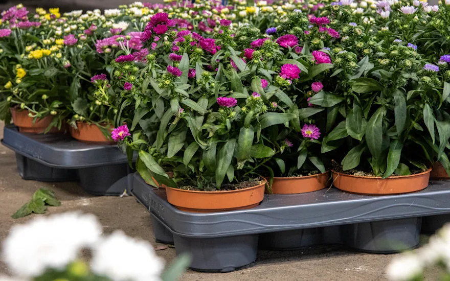 Diverse herfstplanten