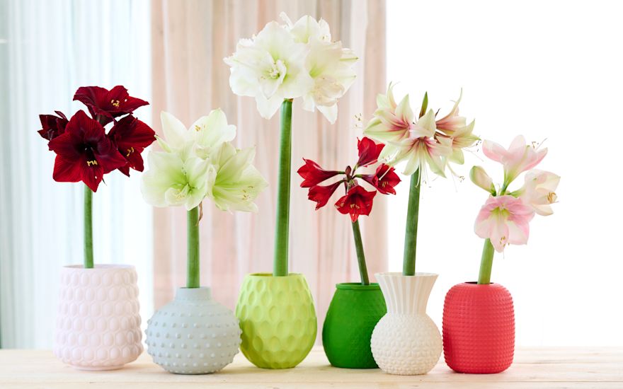 Amaryllis voorjaar 3