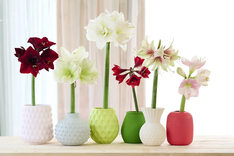 Amaryllis voorjaar 3
