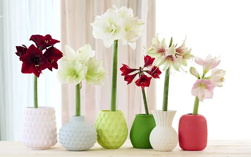 Amaryllis voorjaar 3