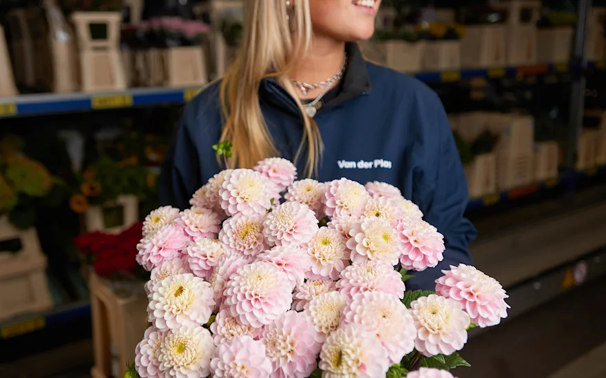 Blumengroßhandel: Frische Dahlien