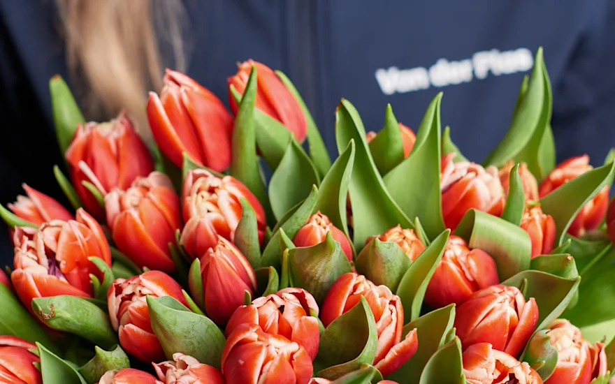 Frische Tulpen