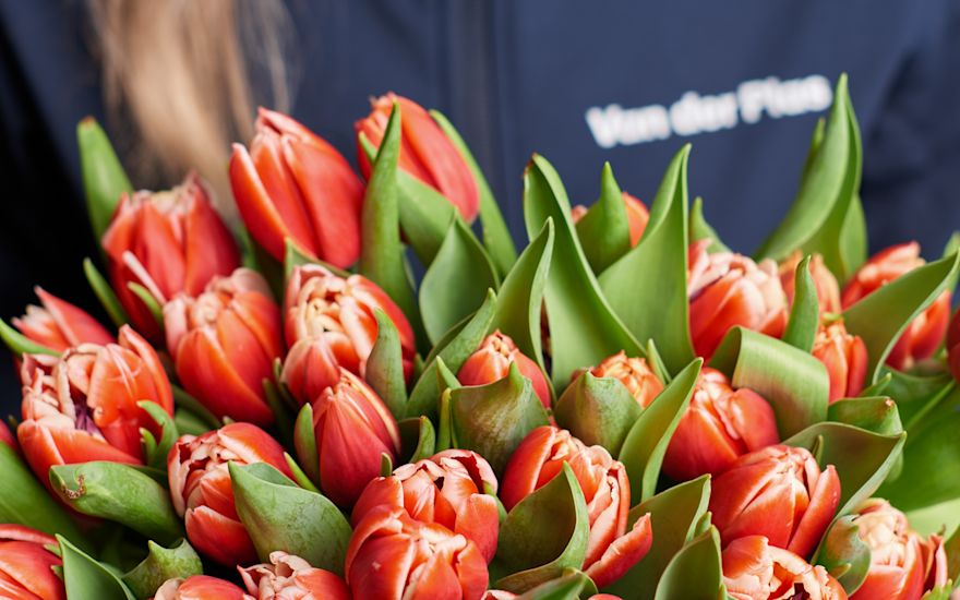 Fresh tulips