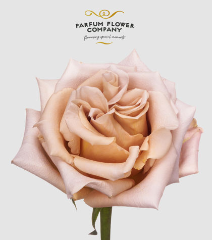 Meet Parfum Flower Company