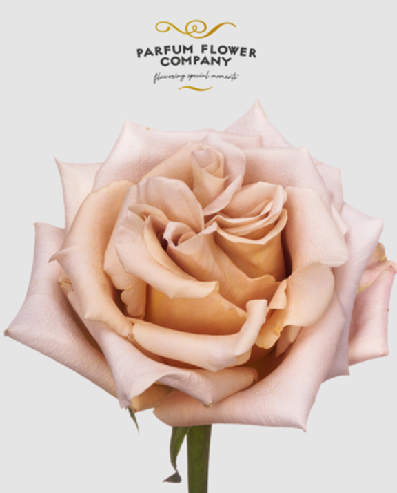 Meet Parfum Flower Company