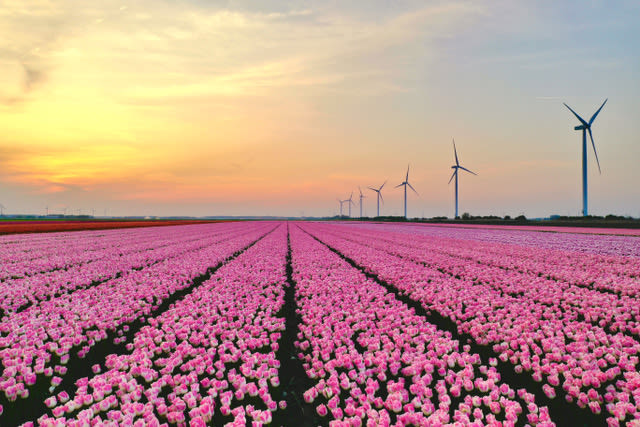 Kleurrijke tulpen van PolderPride