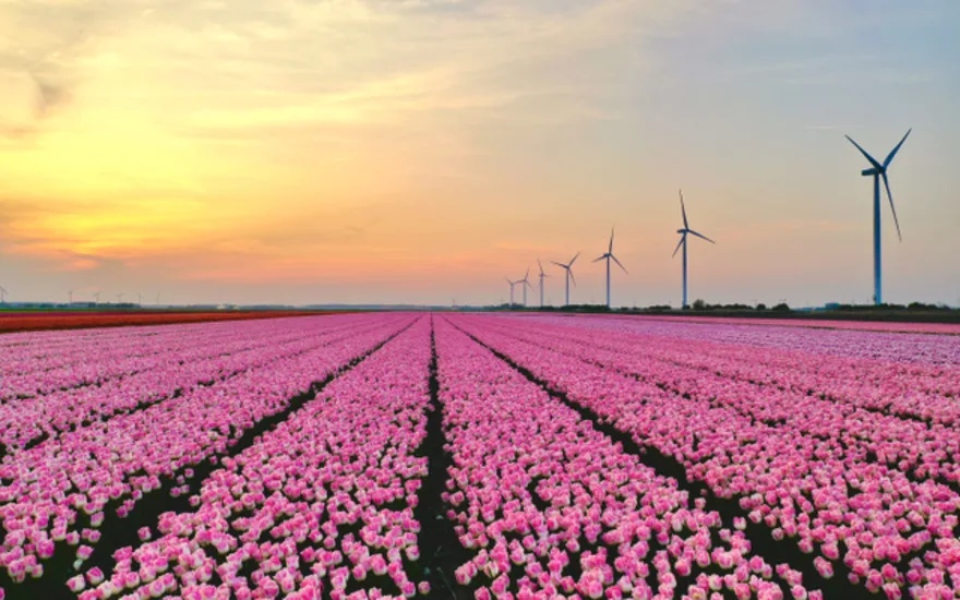 Kleurrijke tulpen van PolderPride
