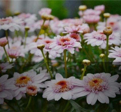 Krysantemum lys rosa