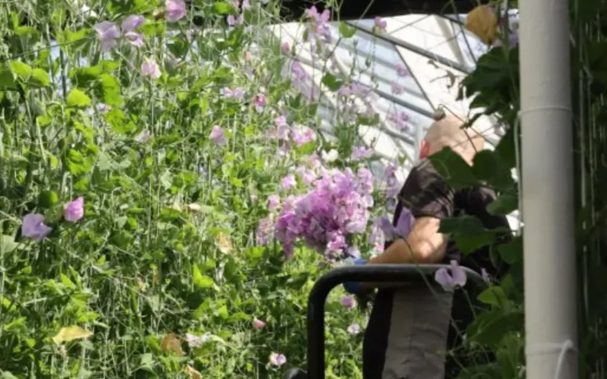 Lathyrus nursery