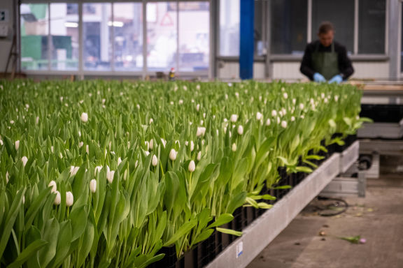 White tulips grower