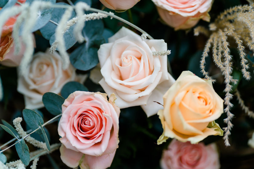 Verschiedene Rosen von Berg Roses