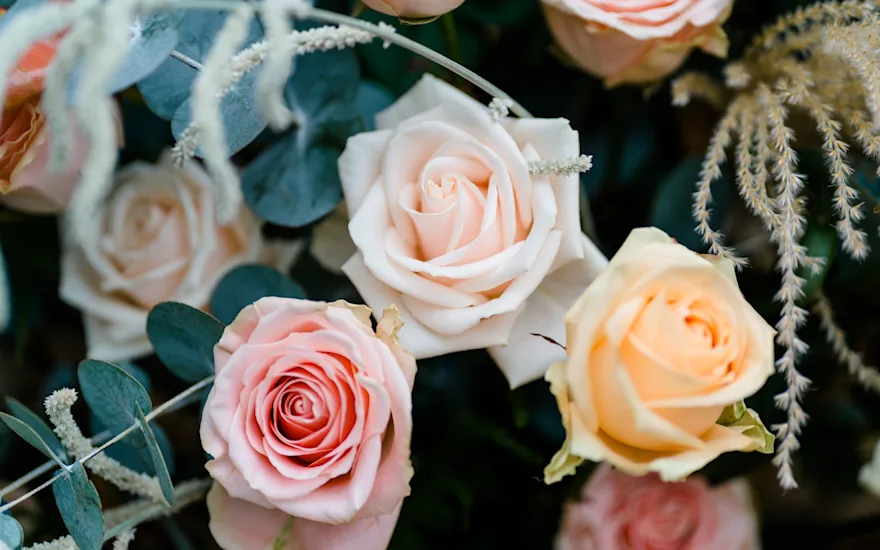 Different roses from Berg Roses