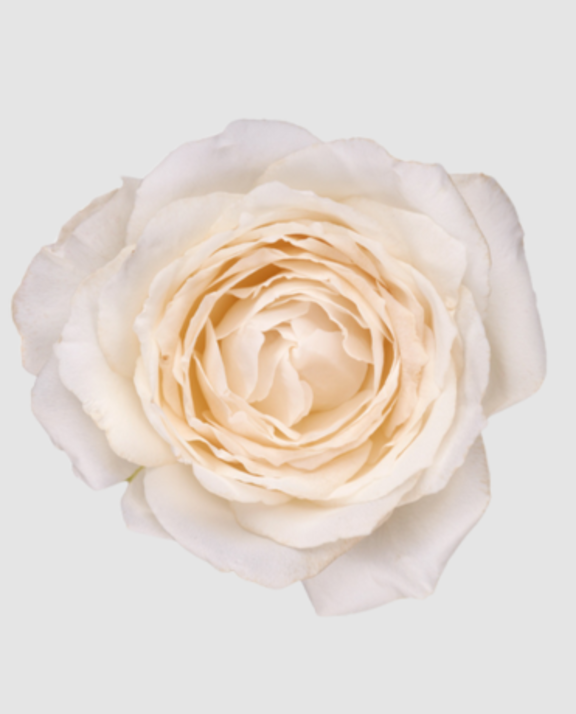 R Gr Garden Princes Miyuki