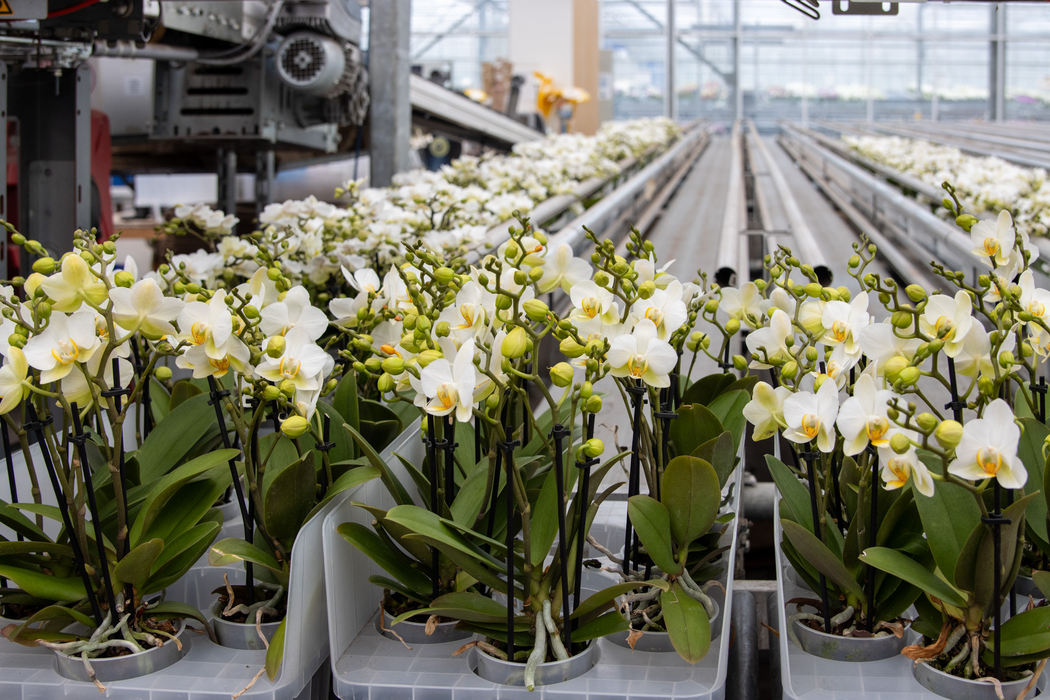 Orchidee e phalaenopsis all'ingrosso