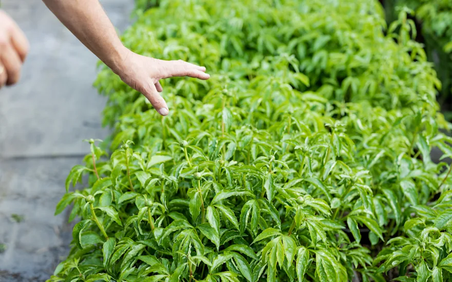 pioenenkwekerij,roze,21 (15)