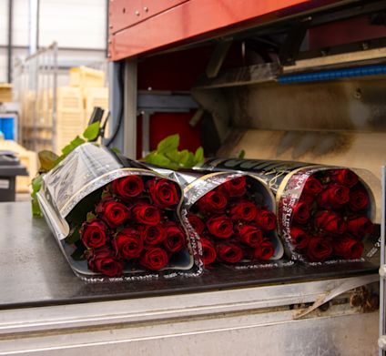 VDP Porta-Nova kwekerbezoek 0125-04