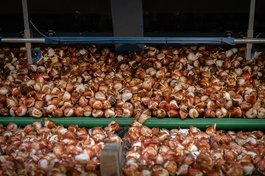 Tulipanløk klare til planting