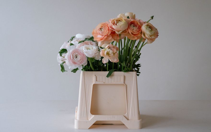 Van der Plas - Ranunculus