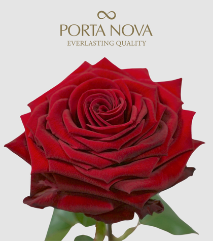 Meet Porta Nova