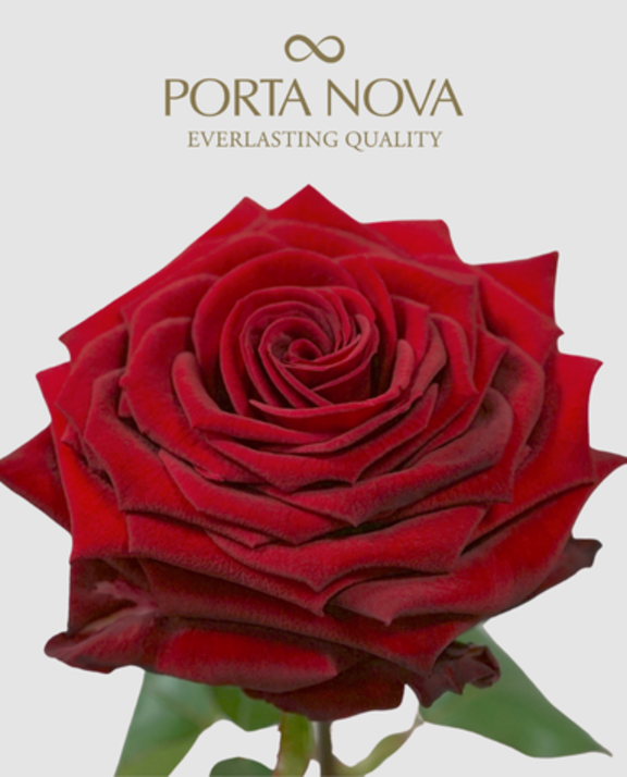 Meet Porta Nova