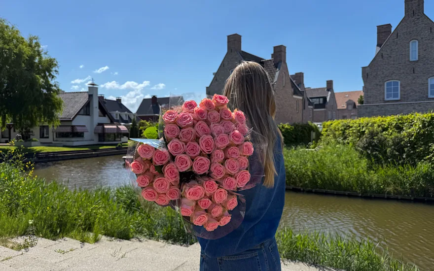 Sophia Loren roses Berg Roses outdoor