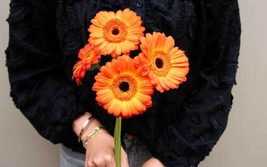 VDP-gerbara-fall collection-0924 small (5)