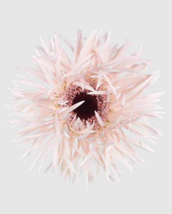 Ge Gs Cream Springs Diamond